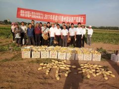 2017年滕州希森3號(hào)測(cè)產(chǎn)大賽圓滿成功